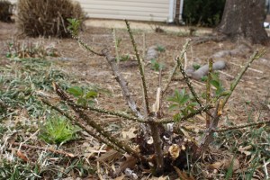 pruned update