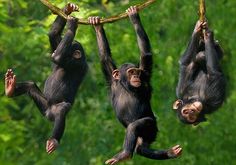 playing monkeys